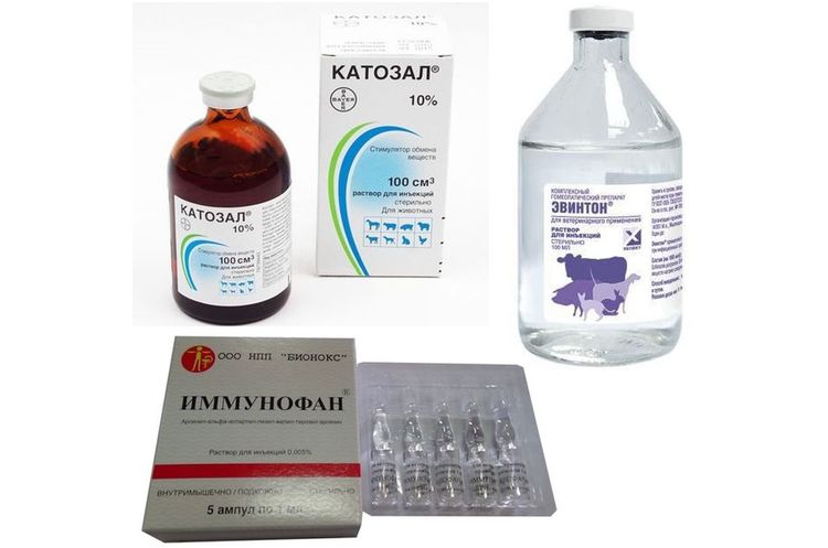 Médicaments pour le traitement de la salmonellose chez les chats