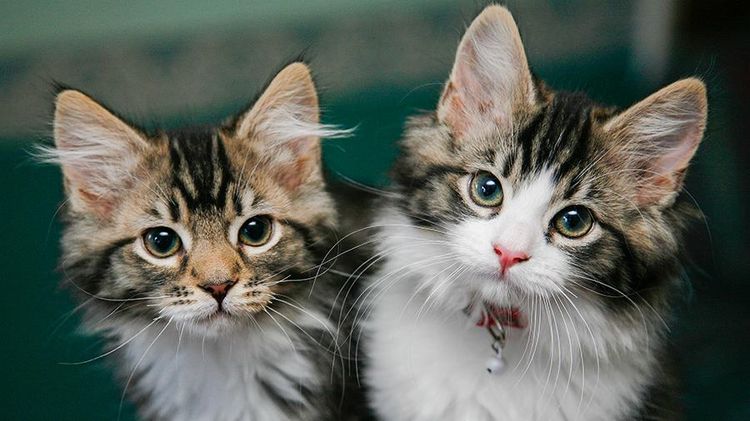 Salmonellose chez les chats