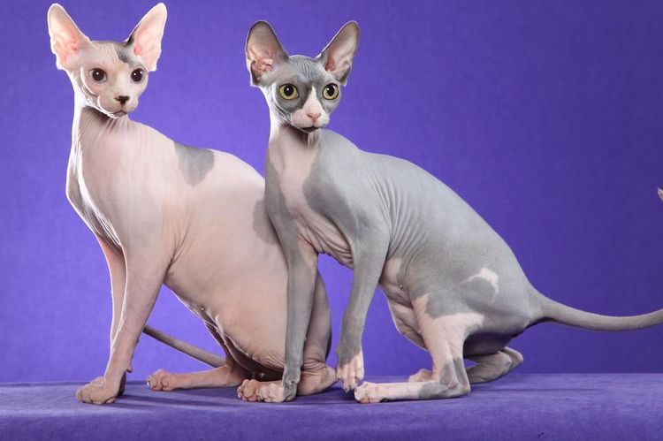 chats Sphynx