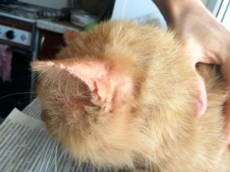 Croûtes sur le corps d'un chat