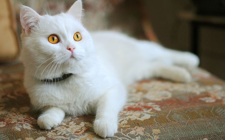 Chat blanc aux yeux jaunes