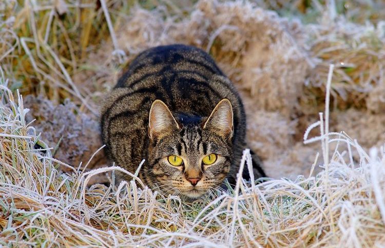 Tumeur mammaire chez un chat