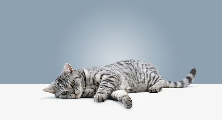 Le chat a du mal à marcher sur ses pattes arrière.