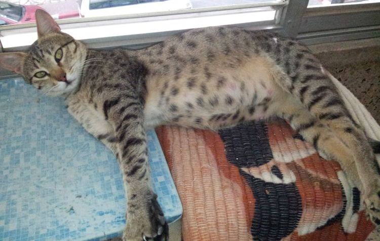 Les pattes arrière du chat traînent.