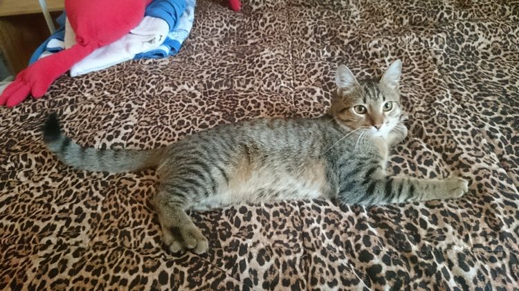 Les pattes arrière du chat traînent.