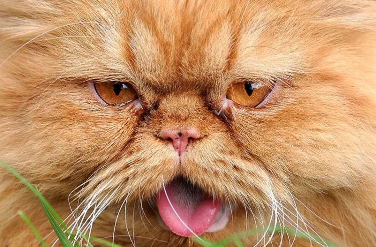 mucus brun dans les yeux du chat persan