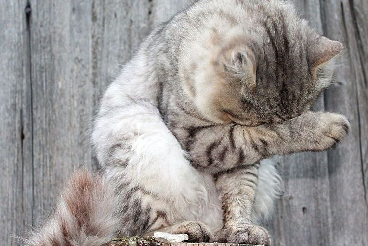 Le chat se frotte l'œil