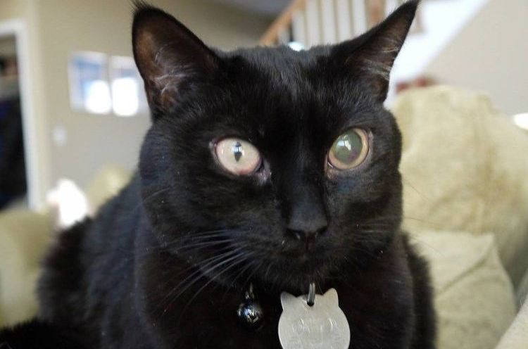 L'œil du chat est devenu blanc