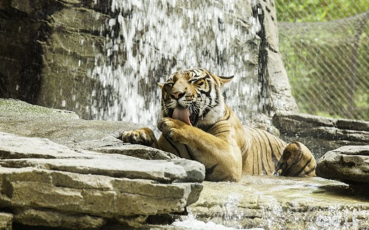 Un tigre se baigne dans une cascade