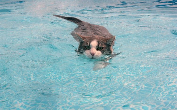 Un chat nage dans la piscine