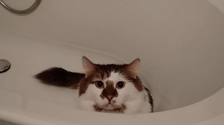 Un chat dans la salle de bain