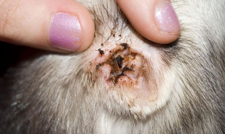 Plaque noire dans l'oreille du chat