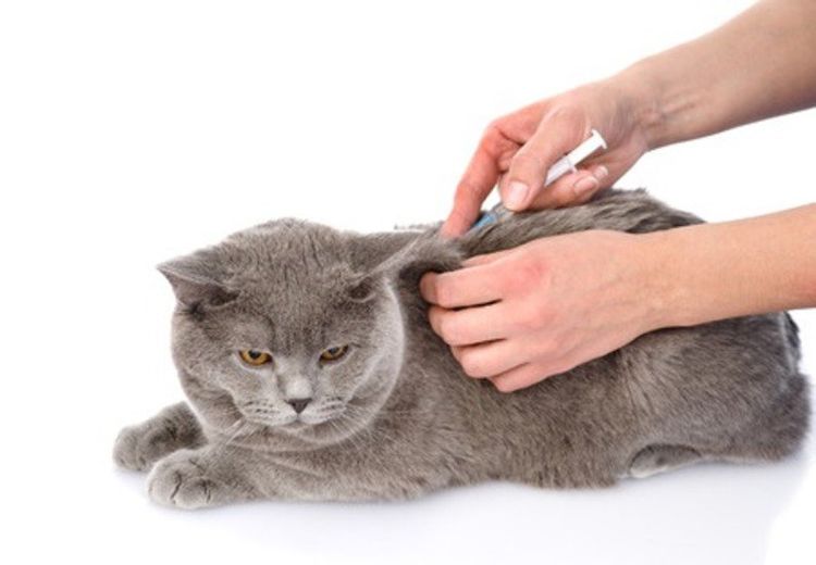 Injection pour chat