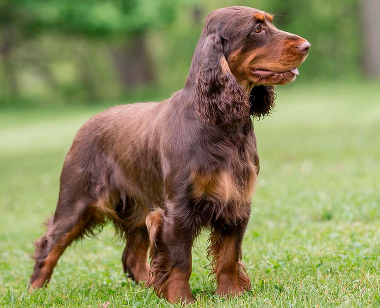 Chien de chasse allemand