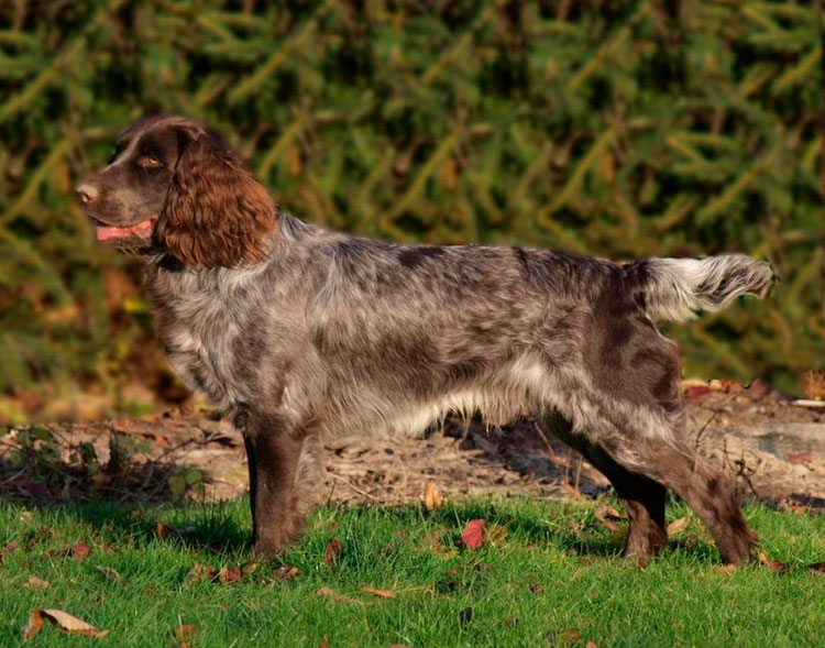 race de chien allemand Wachtelhund