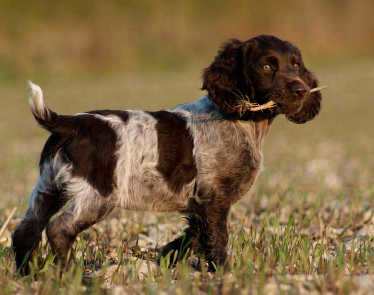 chien de garde allemand adolescent