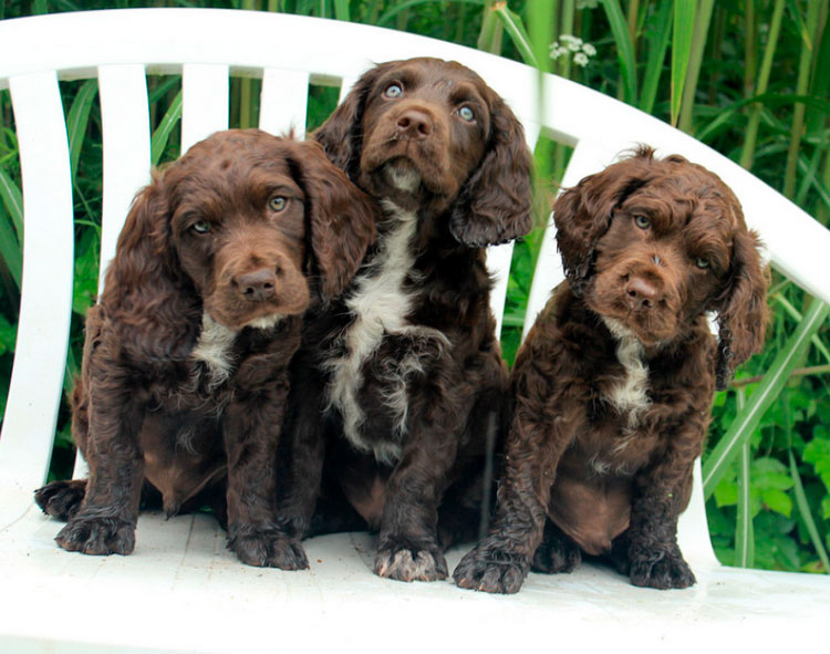 chiots de Wachtelhund allemand