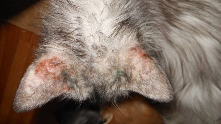 Natoedrose chez les chats