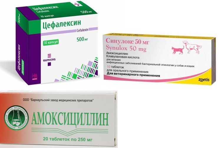 Médicaments pour le traitement des ulcères sur le corps du chat