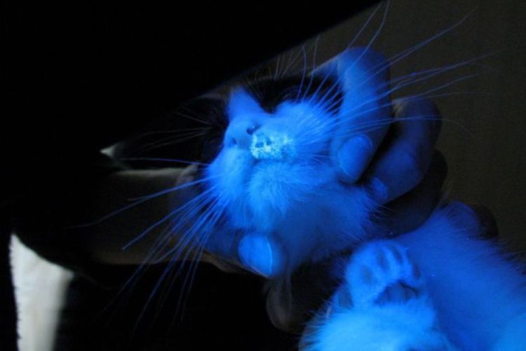 Chat sous une lampe UV