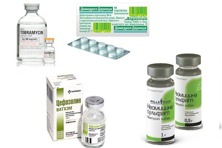 Médicaments pour le traitement des ulcères sur le corps du chat