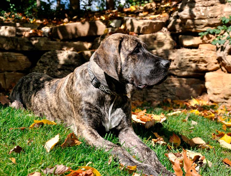 Un mastiff américain est couché dans la cour.