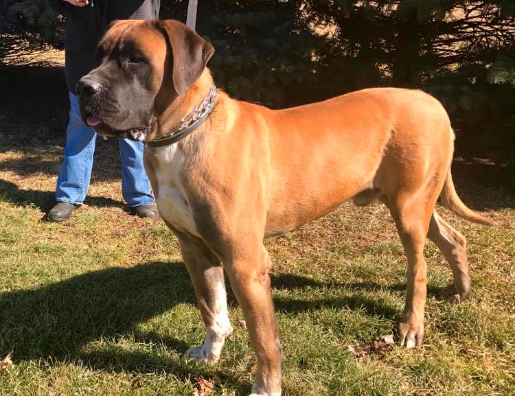 Standard du Mastiff Américain