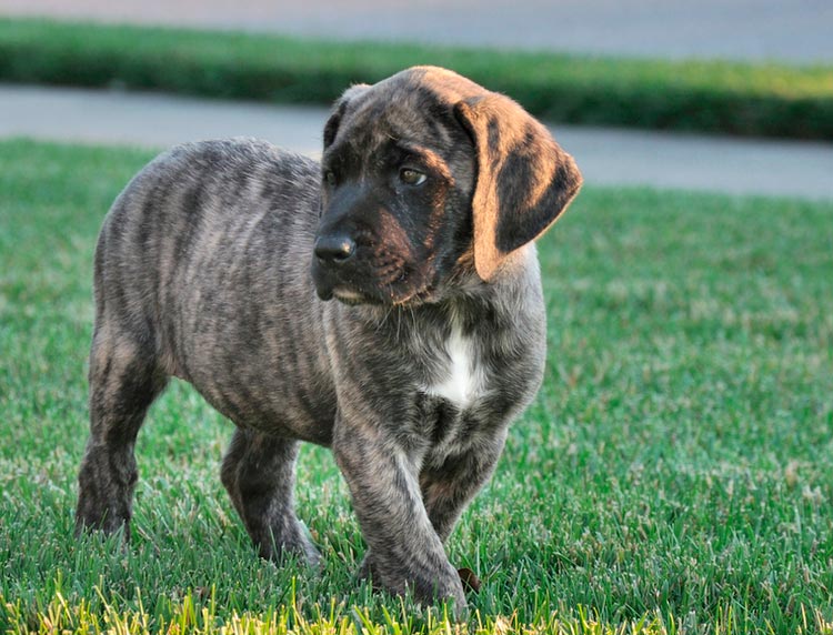 chiot Mastiff américain