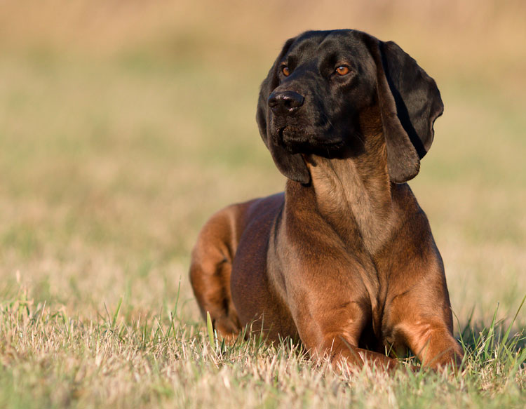 Chien de montagne bavarois
