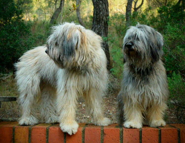 deux bergers catalans