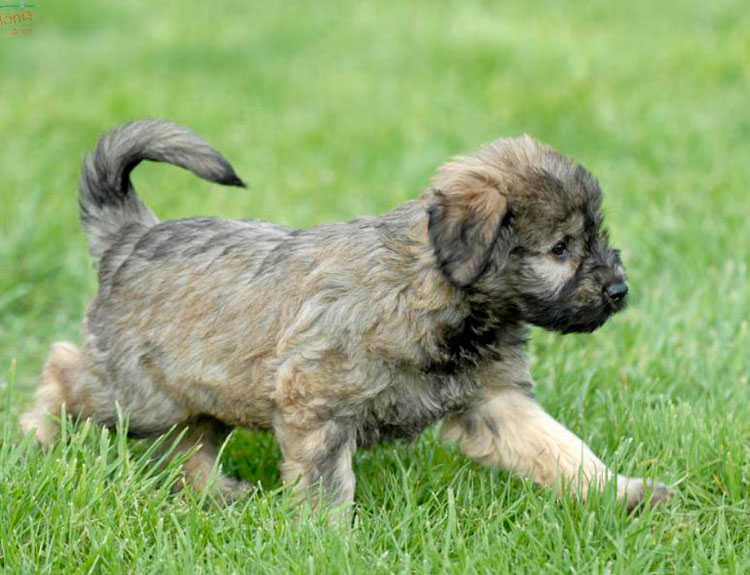 chiot Berger Catalan