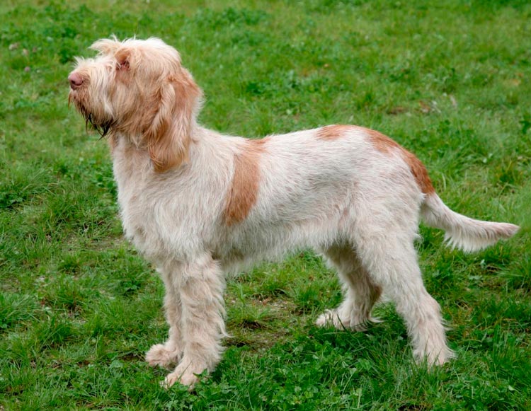Chien Spinone