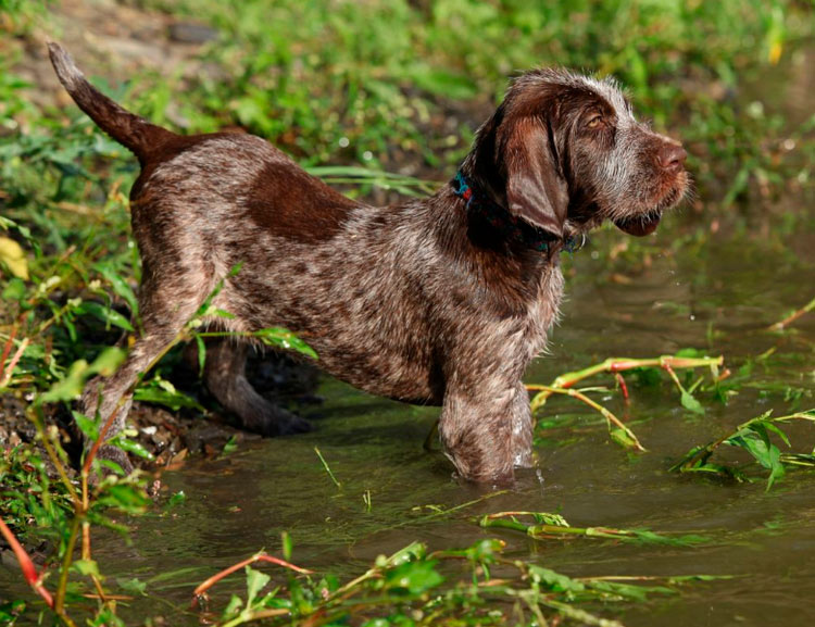 Chiot Spinone italien