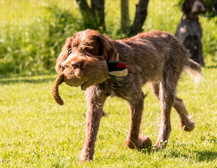 Personnage Spinone italien