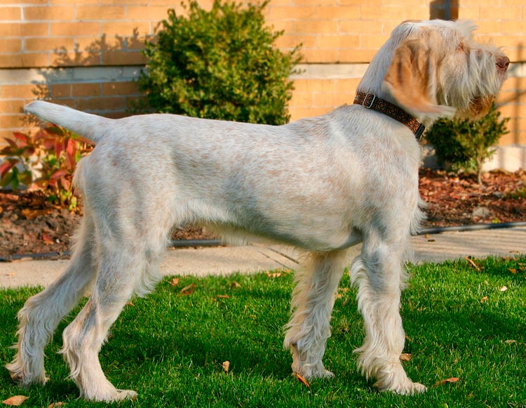 Norme italienne Spinone