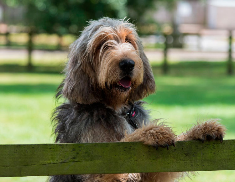 Chien de chasse à la loutre