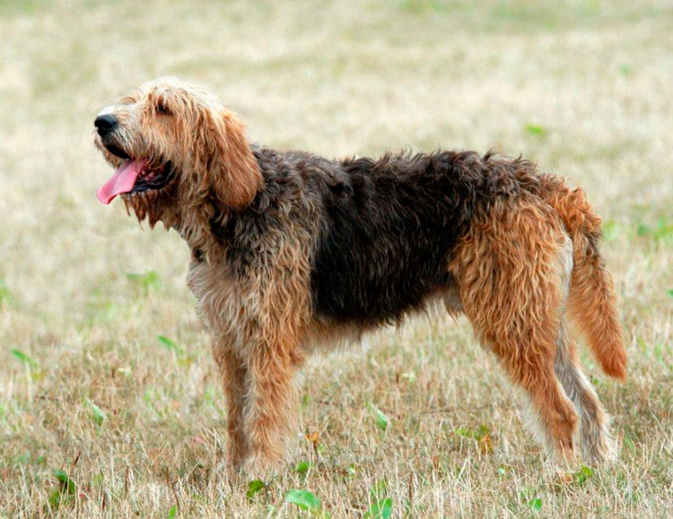 standard Otterhound