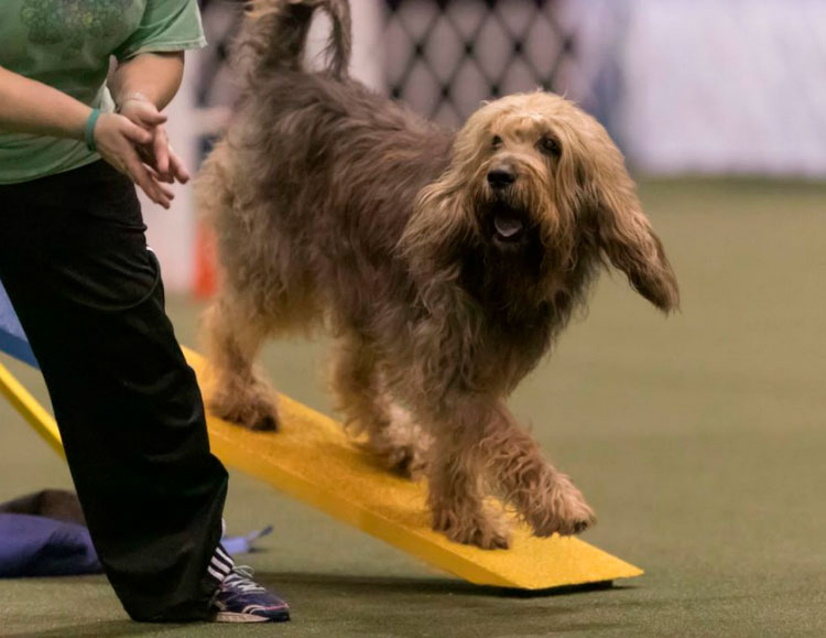 Lévrier loutre en agility