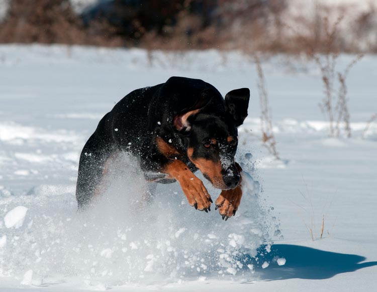 Chien autrichien dans la neige