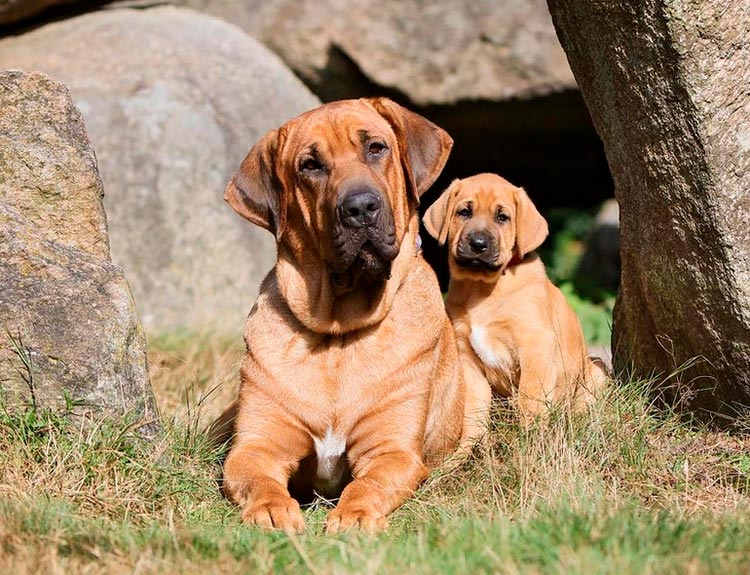 Chien de Broholmer avec un chiot