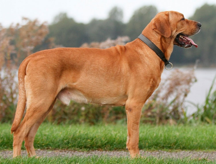 À quoi ressemble un mastiff danois ?