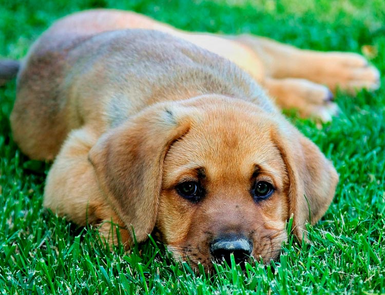 race de chien Broholmer