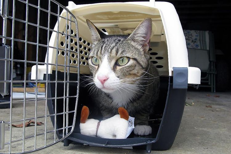 Un chat dans une cage de transport