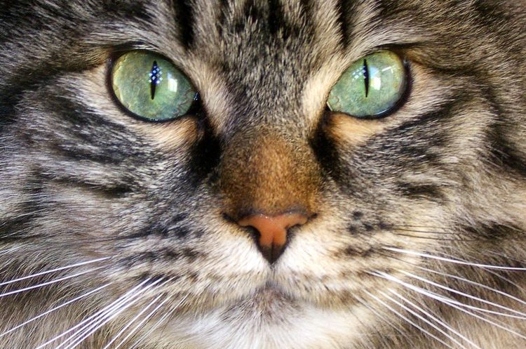 Un chat aux yeux verts