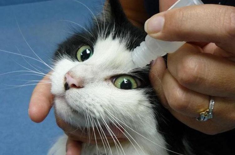 On administre des gouttes ophtalmiques au chat.