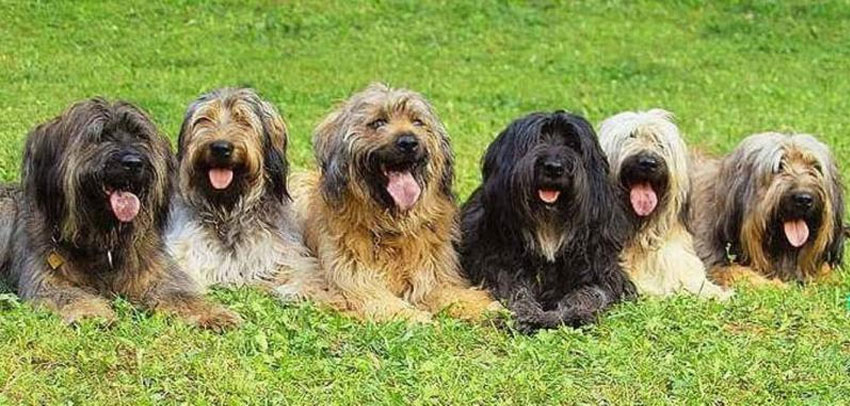 Coloriage de chien berger catalan