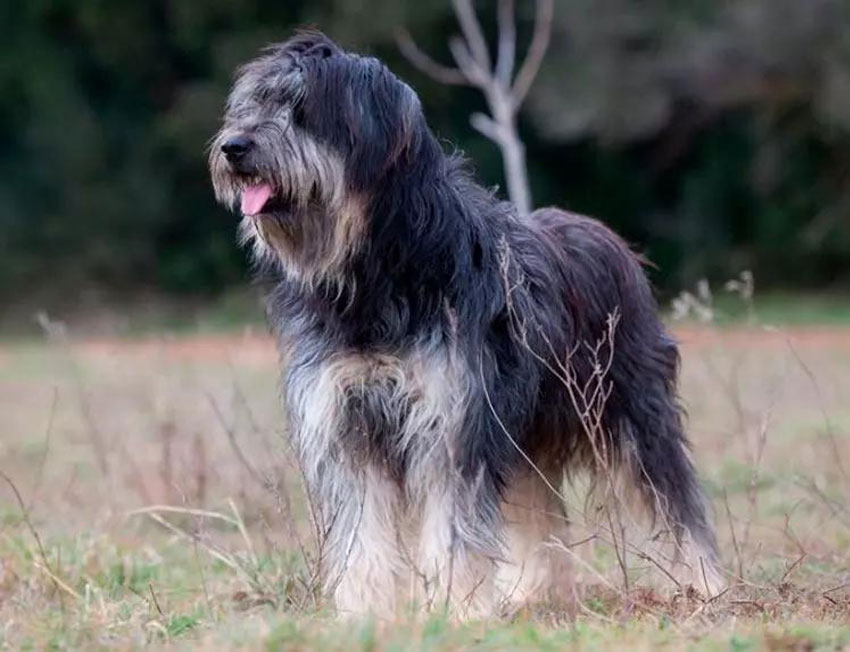 Berger catalan - Faits intéressants sur la race