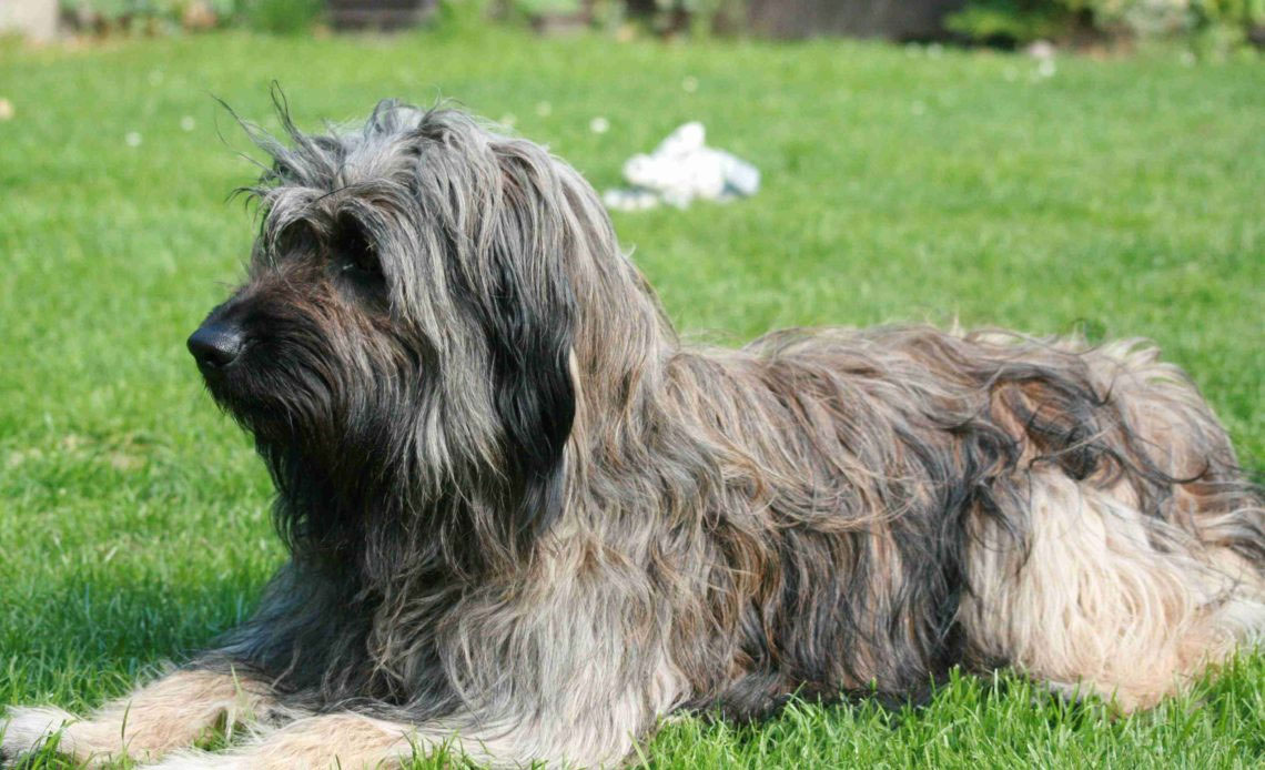 Description de la race Berger Catalan