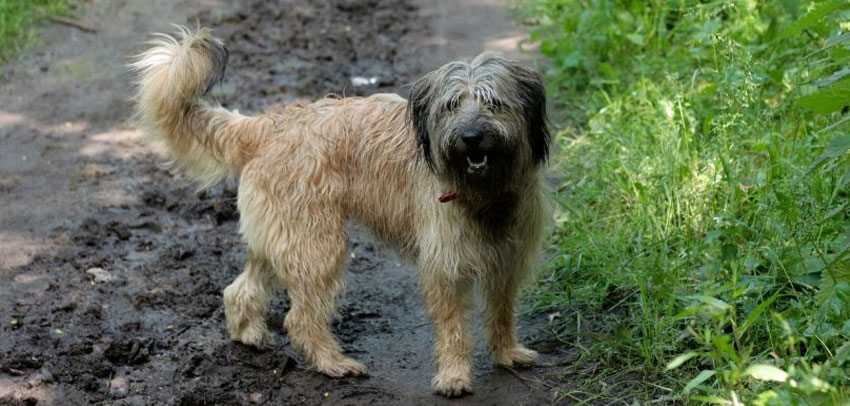 Berger Catalan - Conditions de vie