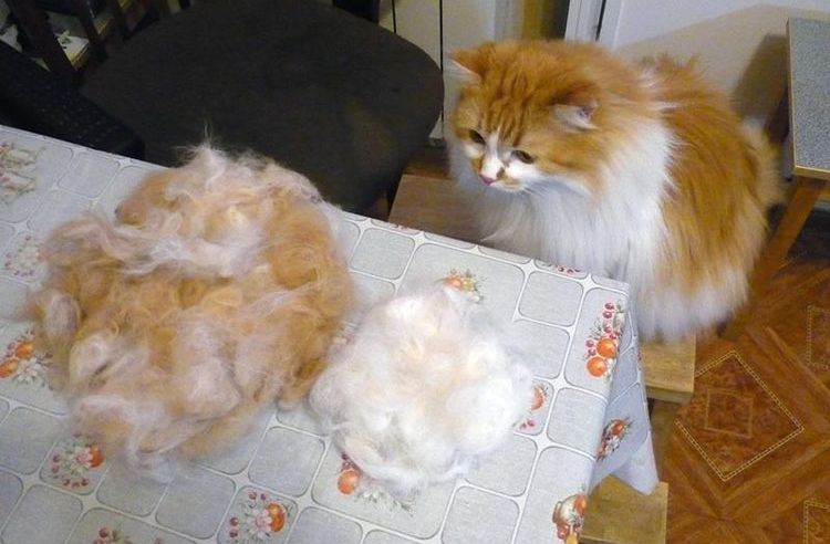 Couper les nœuds du pelage d'un chat avec un coupe-nœuds